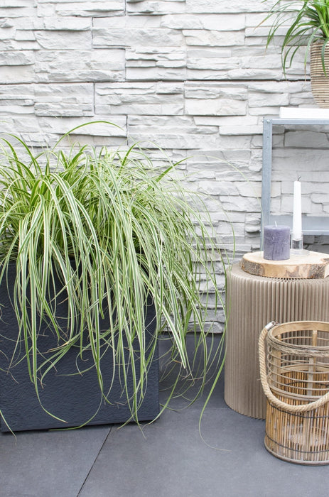 Sedge 'Feather Falls'