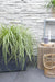 Sedge 'Feather Falls'