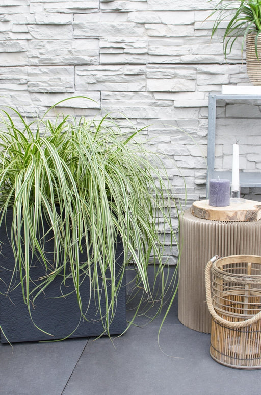 Sedge 'Feather Falls'