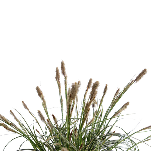 Sedge 'Feather Falls'