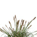 Sedge 'Feather Falls'
