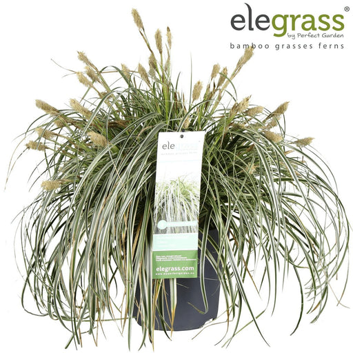 Sedge 'Feather Falls'