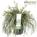 Sedge 'Feather Falls'