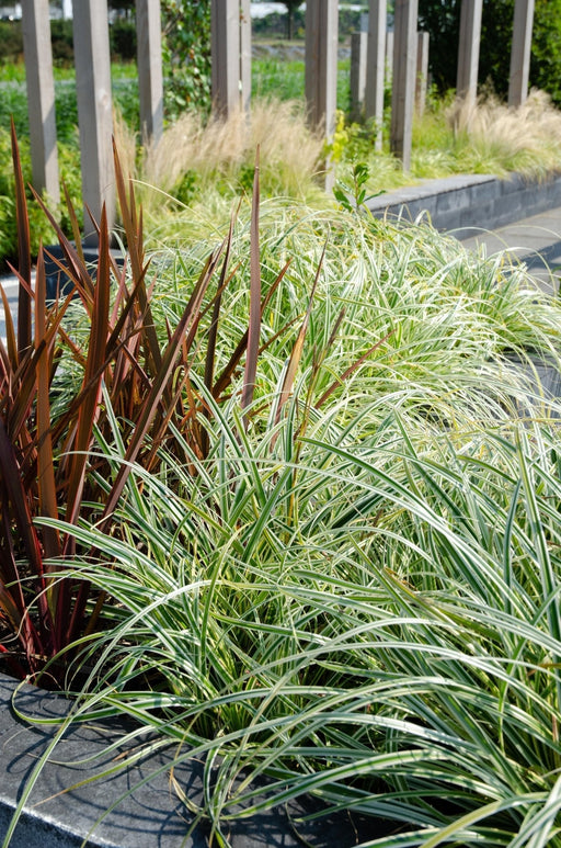 Carex Hachijoensis 'Evergold' - Sæt Med 3