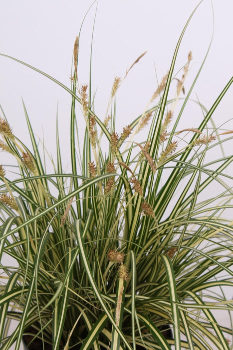 Carex Hachijoensis 'Evergold' - Sæt Med 3