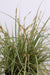 Carex Hachijoensis 'Evergold' - Sæt Med 3