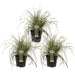 Carex Hachijoensis 'Evergold' - Sæt Med 3