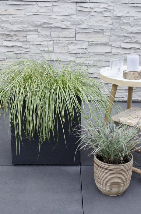 Carex Hachijoensis 'Evergold' - Sæt Med 3