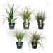 Carex, Sæt Med 5 Planter - H30Cm, Ø14Cm - Udeplanter