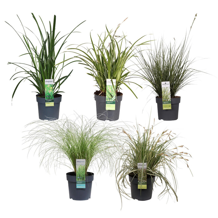 Carex, Sæt Med 5 Planter - H30Cm, Ø14Cm - Udeplanter
