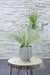 Carex, Sæt Med 5 Planter - H30Cm, Ø14Cm - Udeplanter
