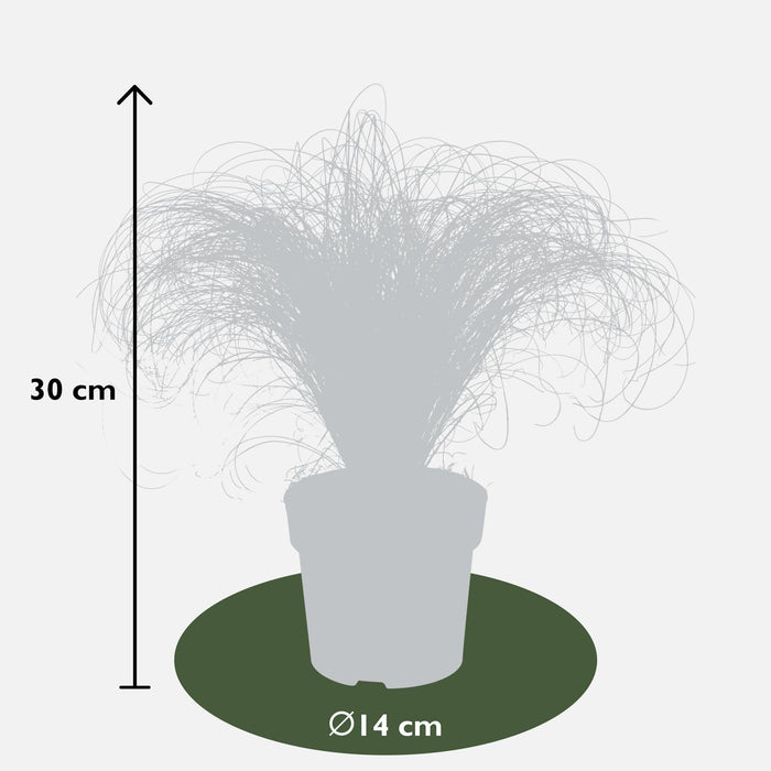Carex, Sæt Med 5 Planter - H30Cm, Ø14Cm - Udeplanter