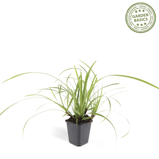 Carex Morrowii 'Ice Dance' - Sæt Med 6