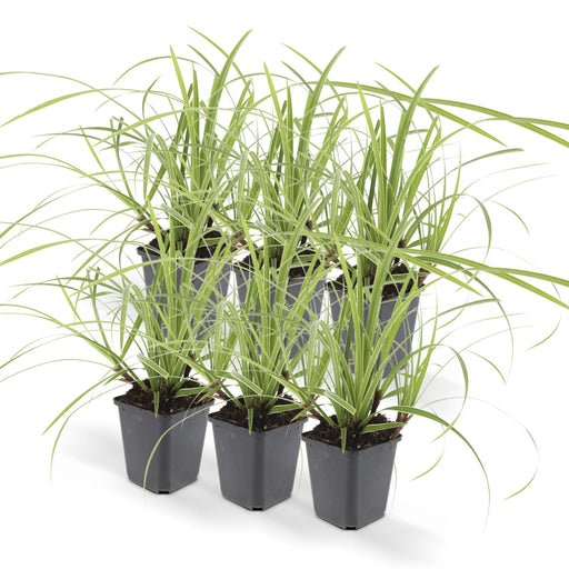 Carex Morrowii 'Ice Dance' - Sæt Med 6
