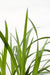 Carex Morrowii 'Irish Green' - ↨40Cm - Ø19 - Græsser - Udendørs Plante