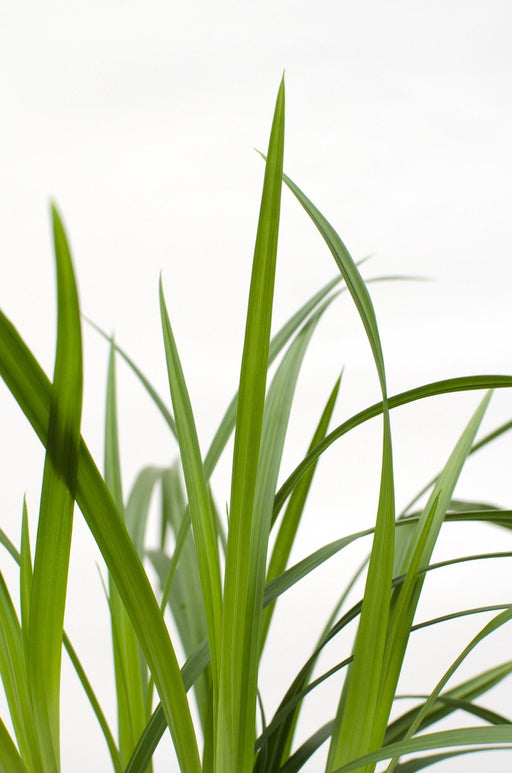Carex Morrowii 'Irish Green' - ↨40Cm - Ø19 - Græsser - Udendørs Plante