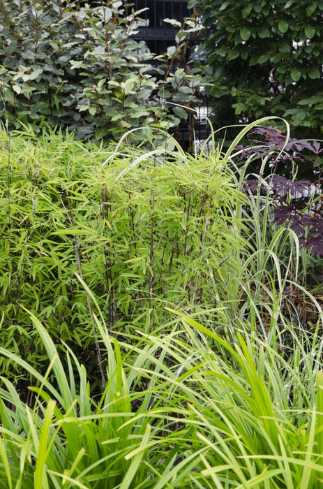 Carex Morrowii 'Irish Green' - ↨40Cm - Ø19 - Græsser - Udendørs Plante