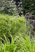 Carex Morrowii 'Irish Green' - ↨40Cm - Ø19 - Græsser - Udendørs Plante