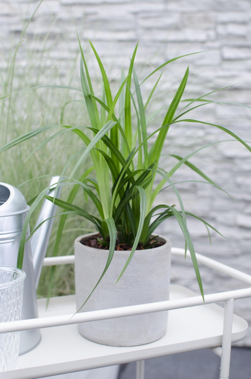 Carex Morrowii 'Irish Green' - Sæt Med 3