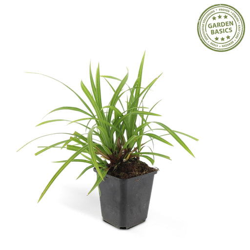 Carex Morrowii 'Irish Green' - Sæt Med 6 Stk