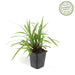 Carex Morrowii 'Irish Green' - Sæt Med 6 Stk