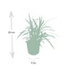 Carex Morrowii 'Irish Green' - Sæt Med 6 Stk