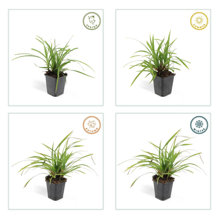 Carex Morrowii 'Irish Green' - Sæt Med 6 Stk