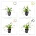 Carex Morrowii 'Irish Green' - Sæt Med 6 Stk