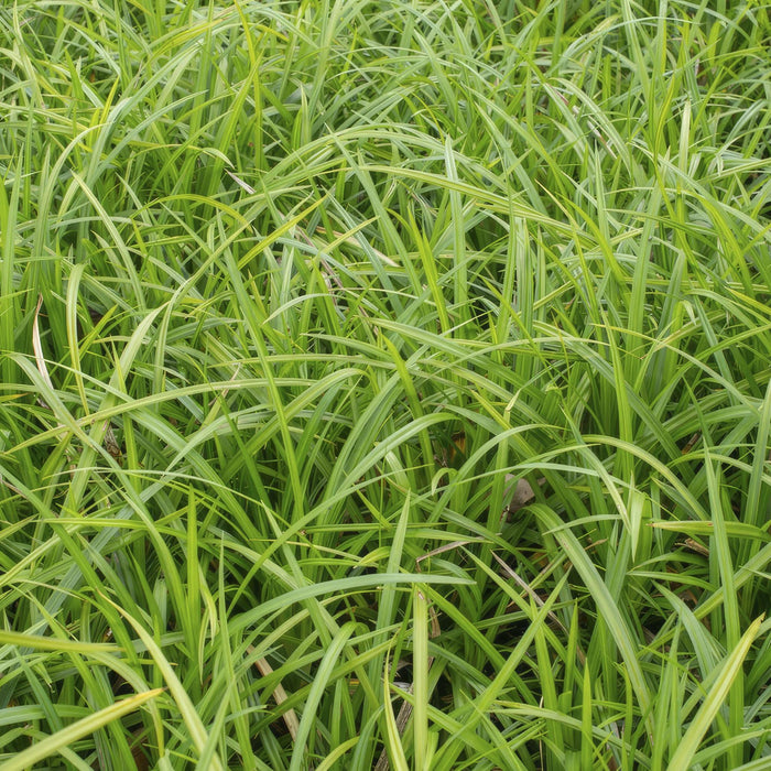 Carex Morrowii 'Irish Green' - Sæt Med 6 Stk