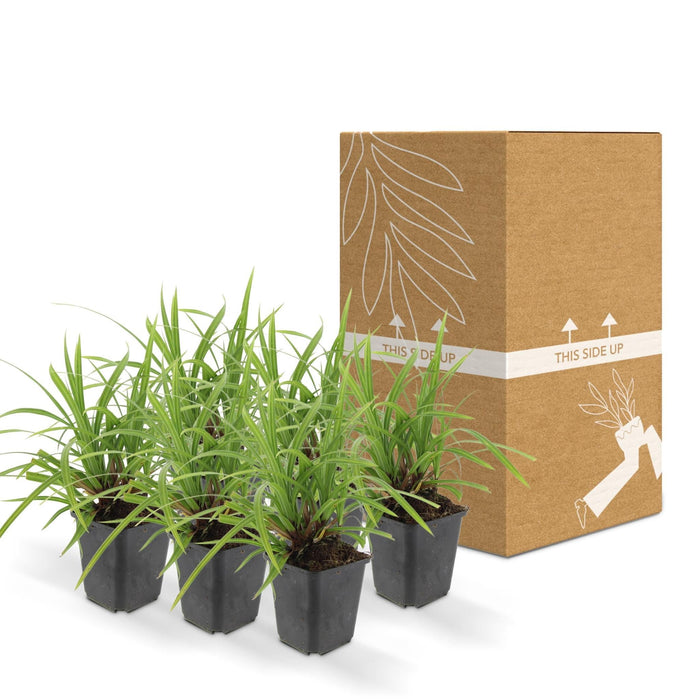 Carex Morrowii 'Irish Green' - Sæt Med 6 Stk