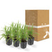 Carex Morrowii 'Irish Green' - Sæt Med 6 Stk