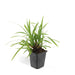Carex Morrowii 'Irish Green' - Sæt Med 6 Stk