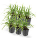Carex Morrowii 'Irish Green' - Sæt Med 6 Stk
