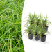 Carex Morrowii 'Irish Green' - Sæt Med 6 Stk