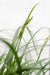 Carex 'Ribbon Falls' - ↨60Cm - Ø23 - Flerårig Plante