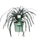 Sedge 'Ribbon Falls'