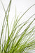 Carex Testacea 'Prairie Fire' - ↨40Cm - Ø19 - Græsser - Udendørs Plante
