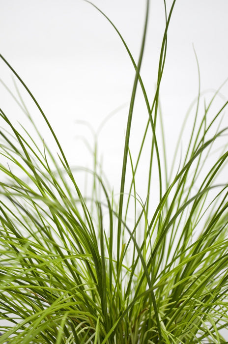 Carex Testacea 'Prairie Fire' - ↨40Cm - Ø19 - Græsser - Udendørs Plante