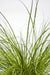 Carex Testacea 'Prairie Fire' - ↨40Cm - Ø19 - Græsser - Udendørs Plante