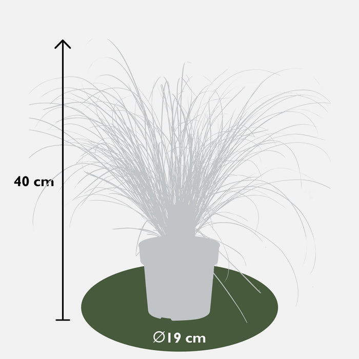 Carex Testacea 'Prairie Fire' - ↨40Cm - Ø19 - Græsser - Udendørs Plante