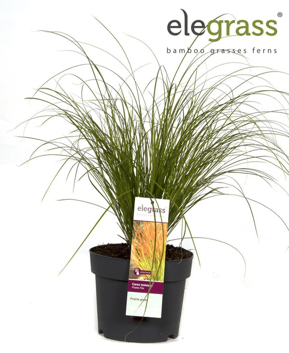 Carex Testacea 'Prairie Fire' - ↨40Cm - Ø19 - Græsser - Udendørs Plante