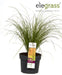 Carex Testacea 'Prairie Fire' - ↨40Cm - Ø19 - Græsser - Udendørs Plante