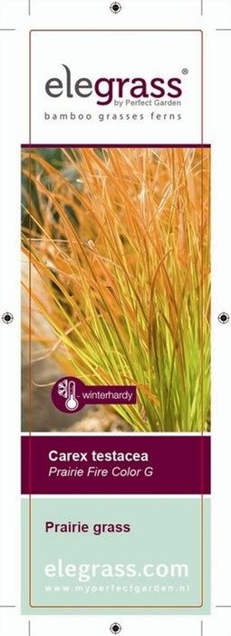 Carex Testacea 'Prairie Fire' - ↨40Cm - Ø19 - Græsser - Udendørs Plante