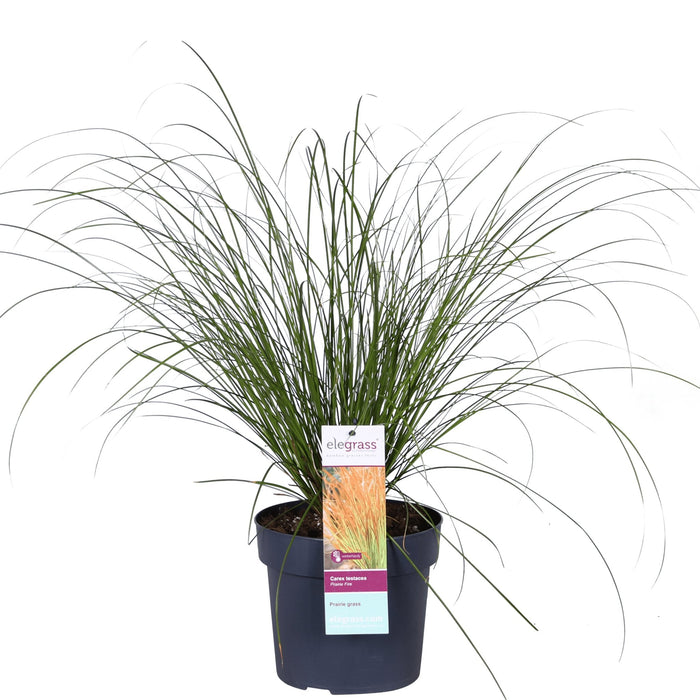 Carex Testacea 'Prairie Fire' - ↨40Cm - Ø19 - Græsser - Udendørs Plante