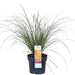 Carex Testacea 'Prairie Fire' - ↨40Cm - Ø19 - Græsser - Udendørs Plante