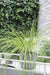 Carex Testacea 'Prairie Fire' - ↨40Cm - Ø19 - Græsser - Udendørs Plante