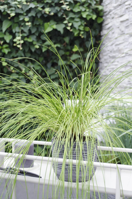 Carex Testacea 'Prairie Fire' - ↨40Cm - Ø19 - Græsser - Udendørs Plante