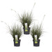 Carex Variegata Sedge Sæt På 3 - ↨30Cm - Ø14 - Udendørs Flerårig Plante