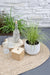 Carex Variegata Sedge Sæt På 3 - ↨30Cm - Ø14 - Udendørs Flerårig Plante
