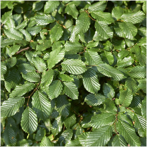 Carpinus Betulus - Sæt Med 6 Stk
